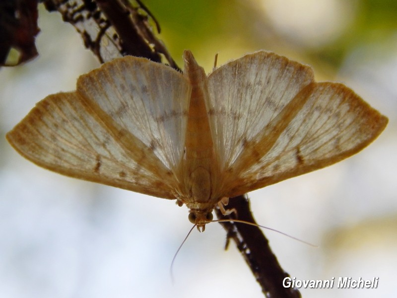 Pleurotia ruralis oppure Hodebertia testalis? P. ruralis